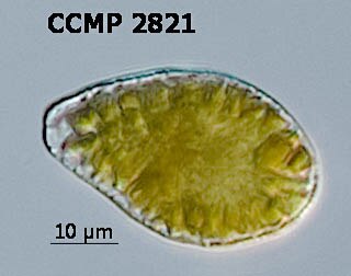 CCMP2064 | NCMA at Bigelow Laboratory